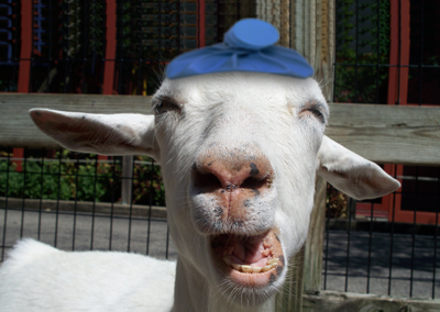funny-goat