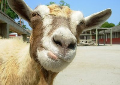 goat-face